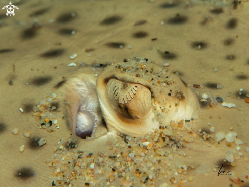 A Spotted Ray