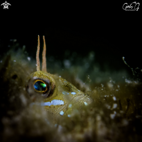 A Aidablennius sphynx | Sphynx blenny