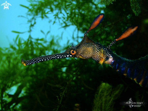 A Phyllopteryx taeniolatus (Lacepède, 1804)  | Weedy Seadragon