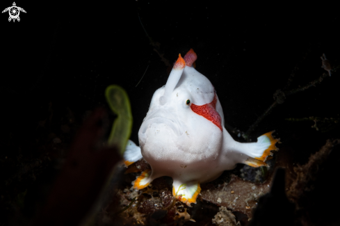 A Antennarius maculatus | Frogfish