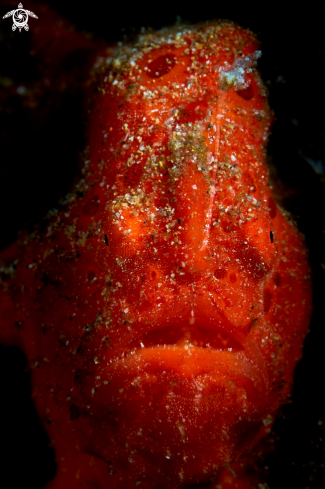 A Antennarius maculatus | FROGFISH