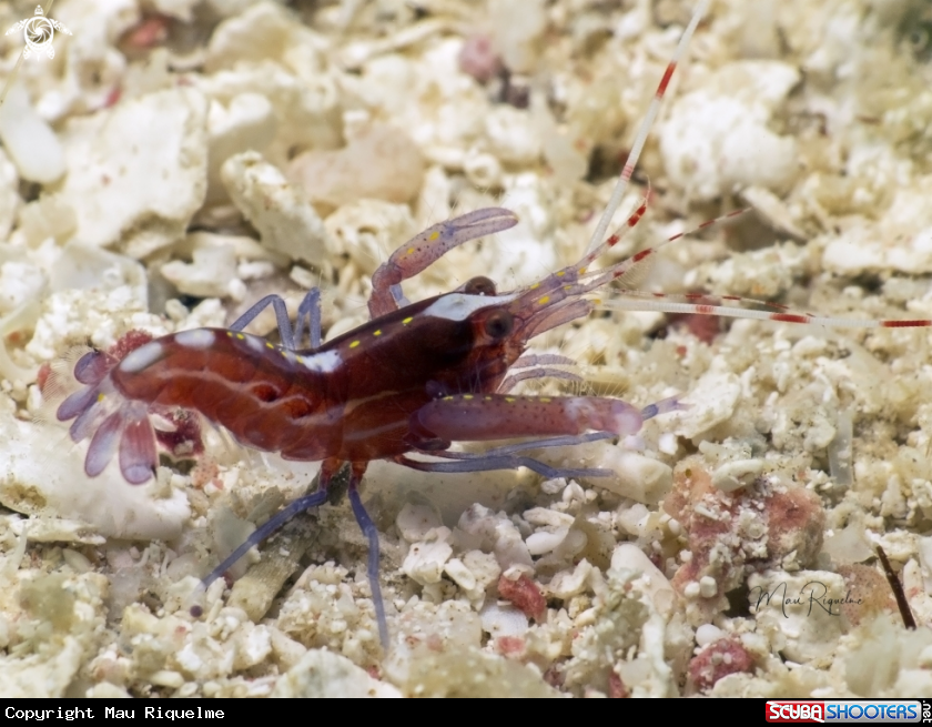 A Red Snapping Shrimp