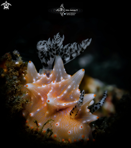 A Halgerda batangas (Carlson & Hoff, 2000) | Halgerda Nudibranch