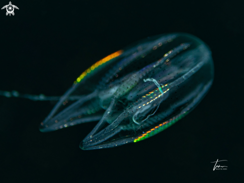 A Ctenophore