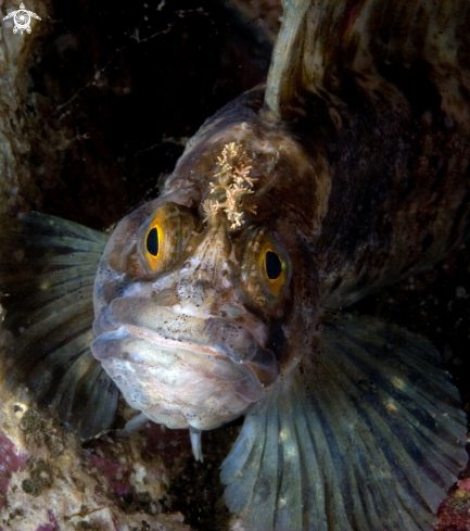 A Blenny