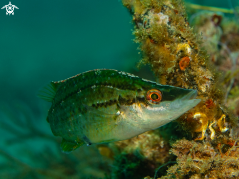 A Longsnouted Lippfish