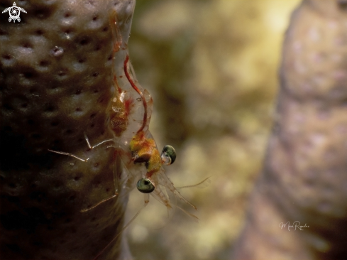 A Cinetorhynchus manningi | Red Night Shrimp