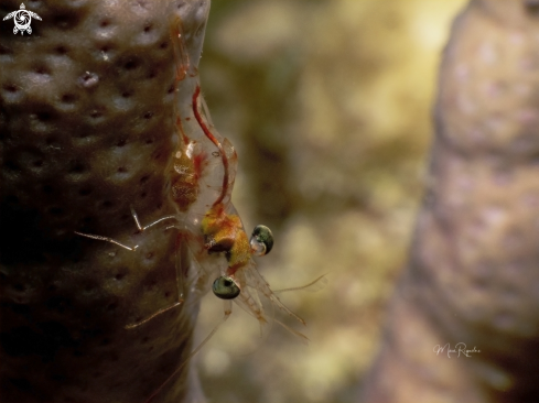 A Red Night Shrimp