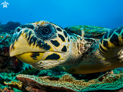 A Turtle, Hawksbill 