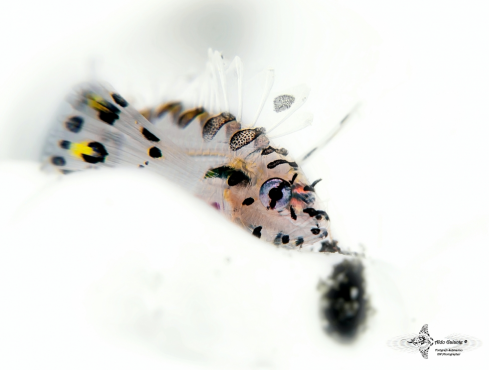 Tiny Baby Scorpionfish