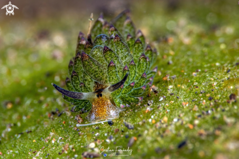 A Costasiella kuroshimae | Nudibranch