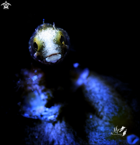 A Spinyhead Blenny 