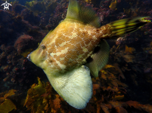 A Monacanthus chinensis | fan-bellied leatherjacket