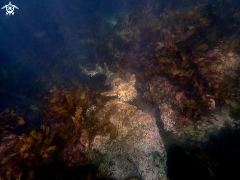 A Orectolobus maculatus | Spotted wobbegong