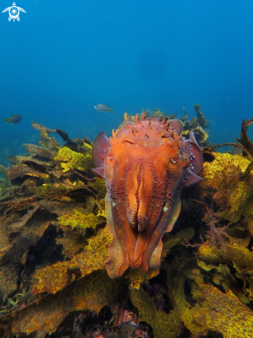 A Australian giant cuttlefish