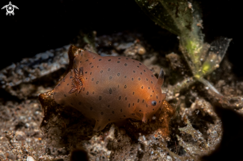 A Dendrodoris guttata | Dendrodoris guttata