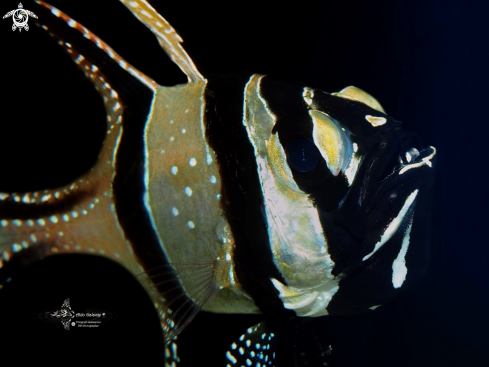 A Pterapogon kauderni (Koumans, 1933) | Banggai Cardinalfish