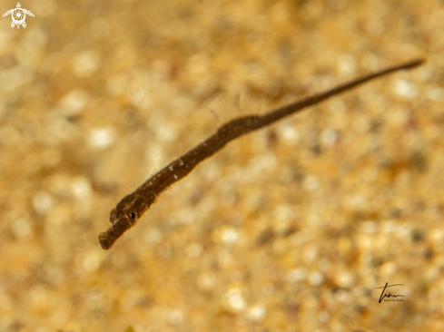 A Greater Pipefish