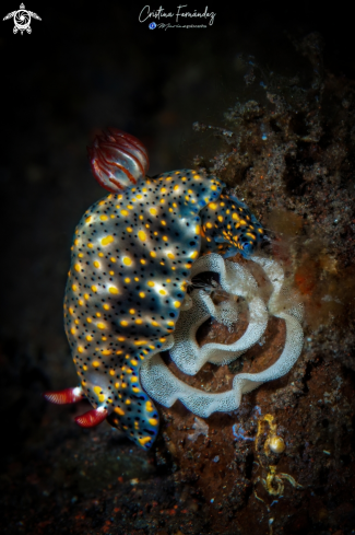 A Hyspelodoris infucata | Nudibranch