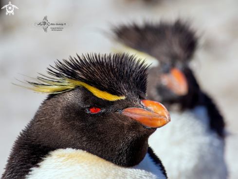 A Southern Rockhopper Penguin 
