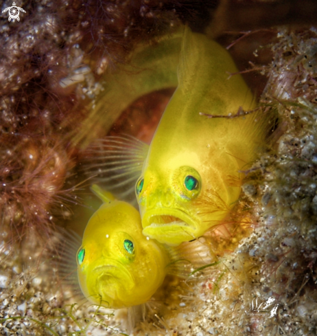 A Yellow Goby 