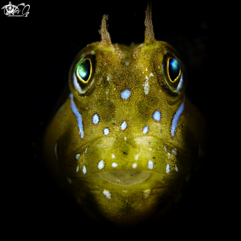 A Aidablennius sphynx | Sphynx blenny