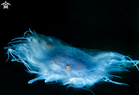 A Blue jellyfish
