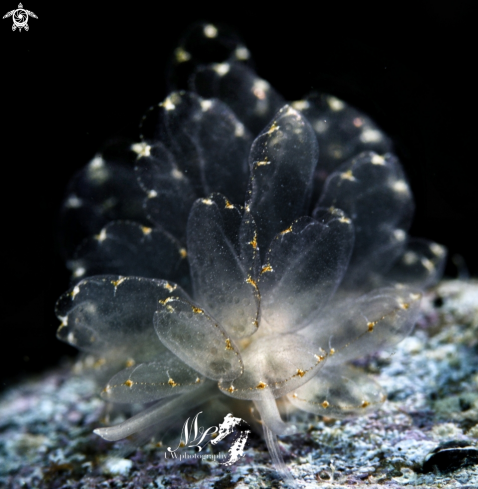 A Butterfly nudibranch 