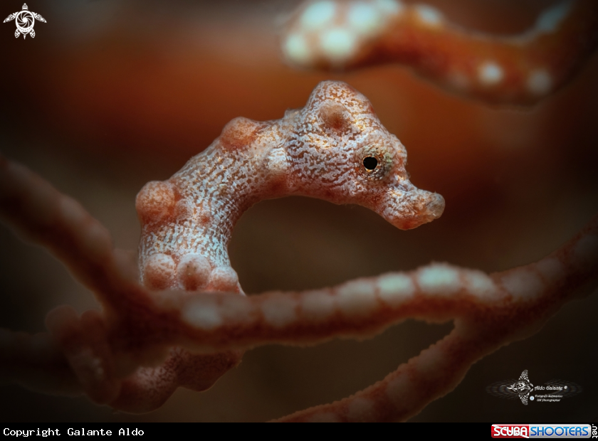 A Pygmy Seahorse Denise