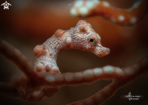 A Pygmy Seahorse Denise