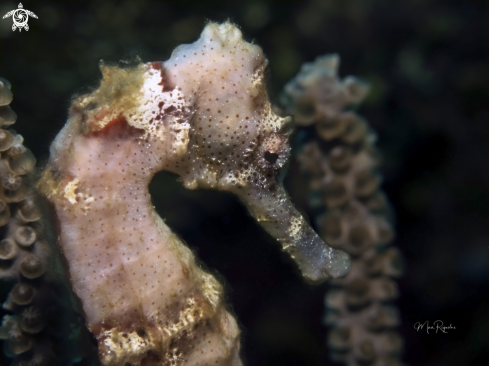 A Longsnout Seahorse