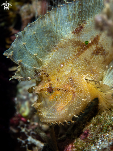 A Leaf Scorpionfish