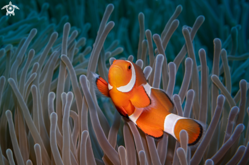 Anemonefish