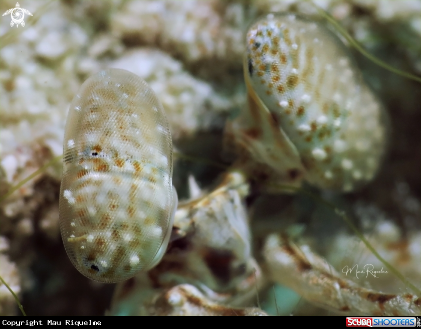 A Scaly Tailed Mantis Shrimp