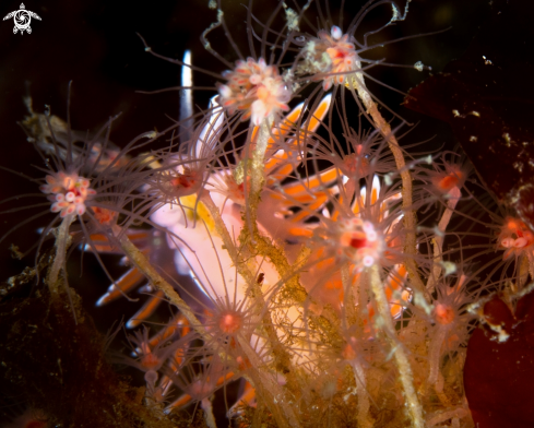 A Fjordia lineata & Tubularia indivisa | Fjordia lineata & Tubularia indivisa