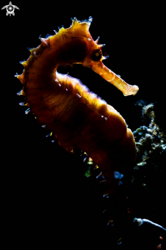 Seahorse