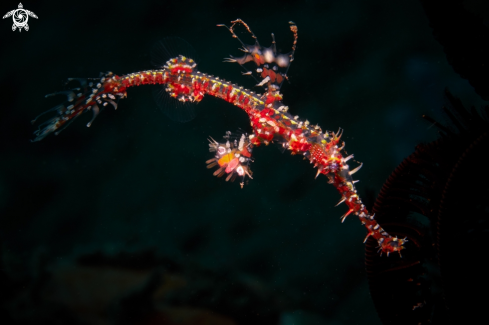 A PIPEFISH