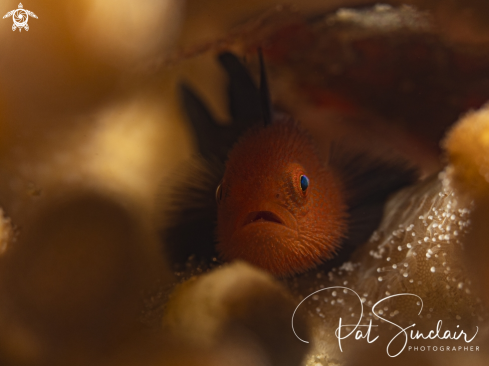 A bearded goby