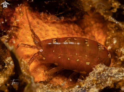 A Ampithoe raimondi | Grazing Amphipod