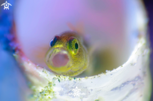 A Gobiodon okinawae | yellow goby