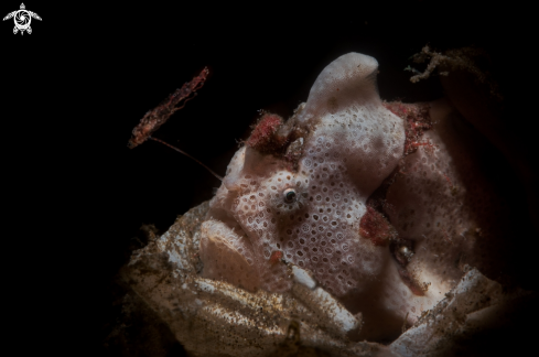 A Painted frogfish