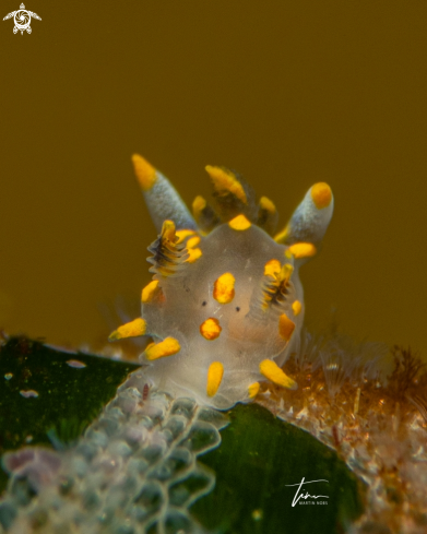 A Polycera quadrilineata