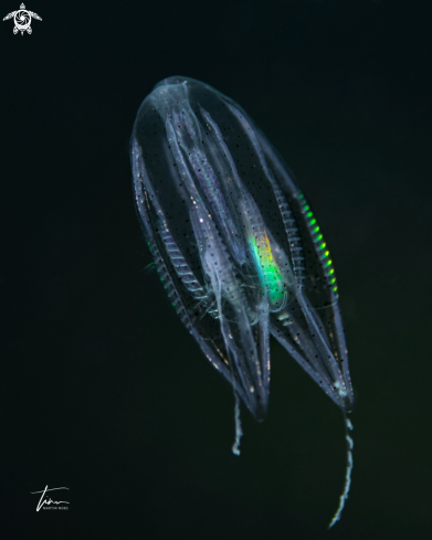 A Callianira bialata | Ctenophore