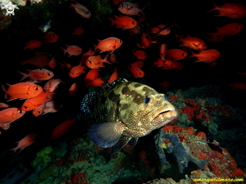 A Ephinephelus Fuscoguttatus | Ephinephelus Fuscoguttatus