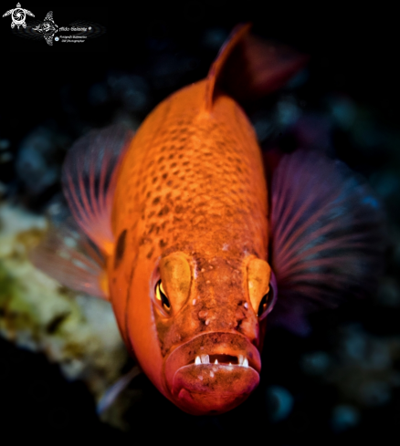 A Pseudochromis moorei (Fowler, 1931) | Jaguar Dottyback Male