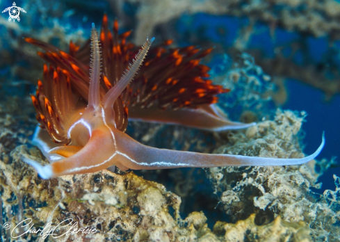 A Dondice banyulensis | Dondice banyulensis