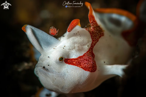 A Anntenarius pictus  | Frogfish