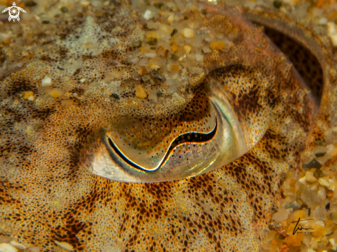 A Sepia officinalis | Common Cuttlefish