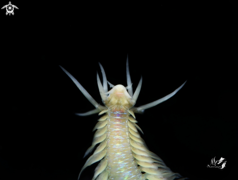 A Polychaete Worm