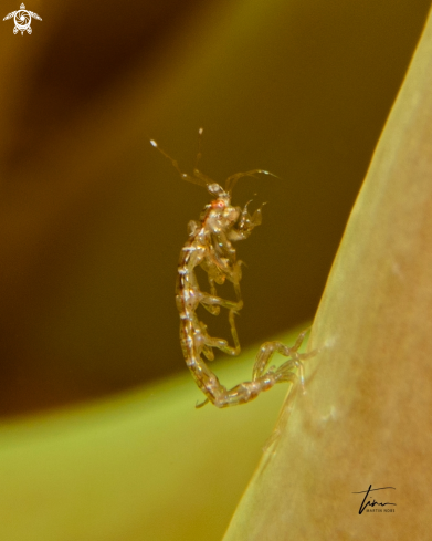 A Skeleton shrimp